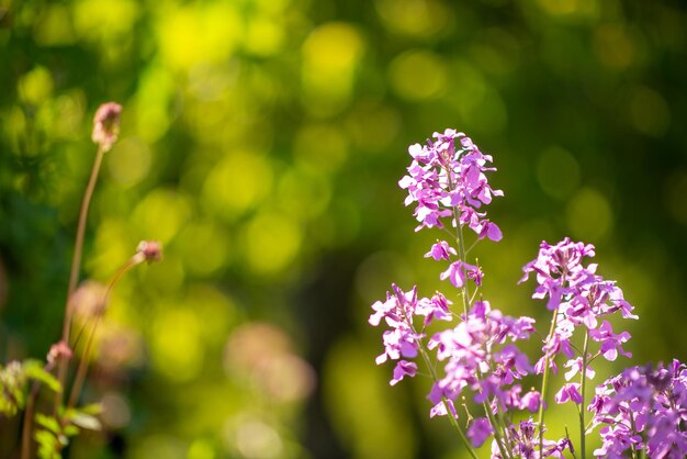 Canteiro de flores com flores roxas de verbena