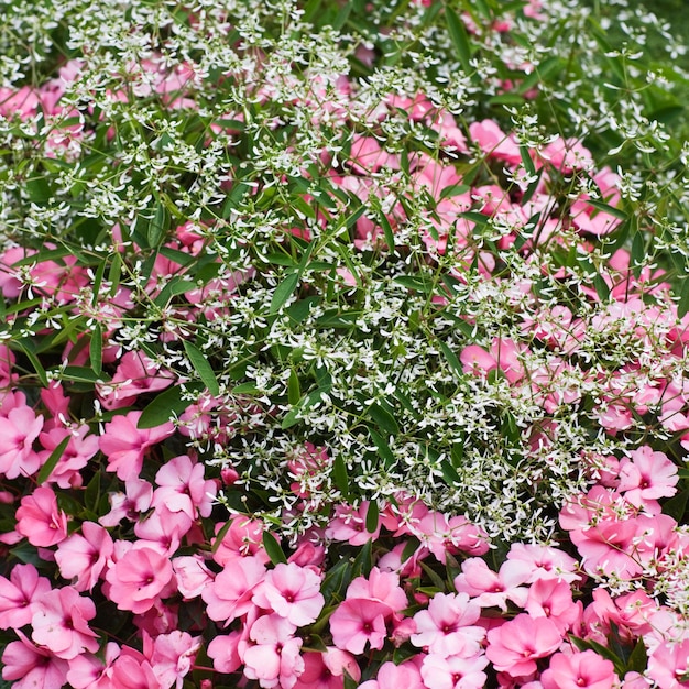 Canteiro de flores com impatiens rosa