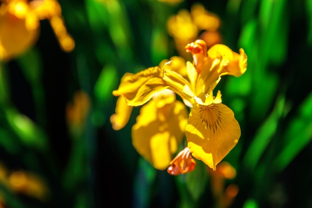 Canteiro de flores com íris amarelas