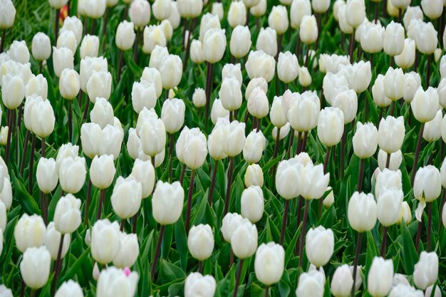Canteiro de flores com lindas e brilhantes tulipas brancas