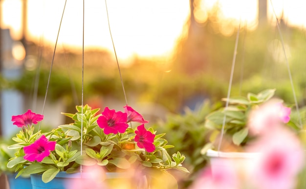 Foto canteiro de flores com petúnias multicoloridas