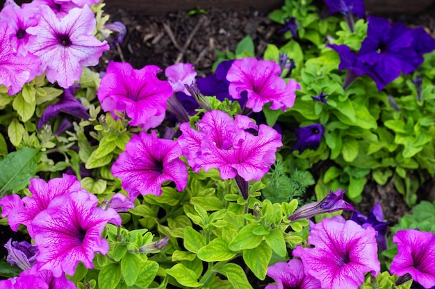 Canteiro de flores com petúnias roxas fecham flores de petúnia florescem flor de petúnia