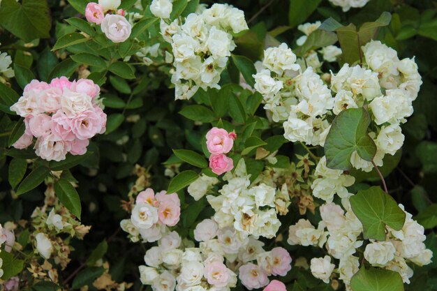 Canteiro de flores com rosas de chá branco