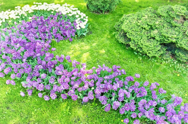 Canteiro de flores com tulipas de flores roxas e rosa e grama verde