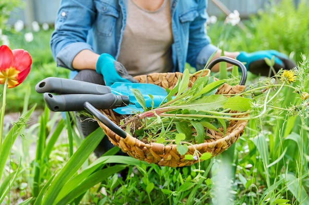 Canteiro de flores de primavera jardinagem paisagismo mãos de mulher em luvas de jardinagem com ferramentas