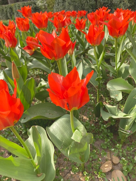 Foto canteiro de flores de tulipa vermelha greiga