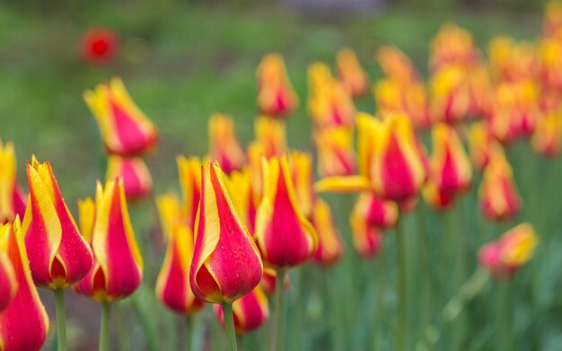 Canteiro de flores de tulipas multicoloridas