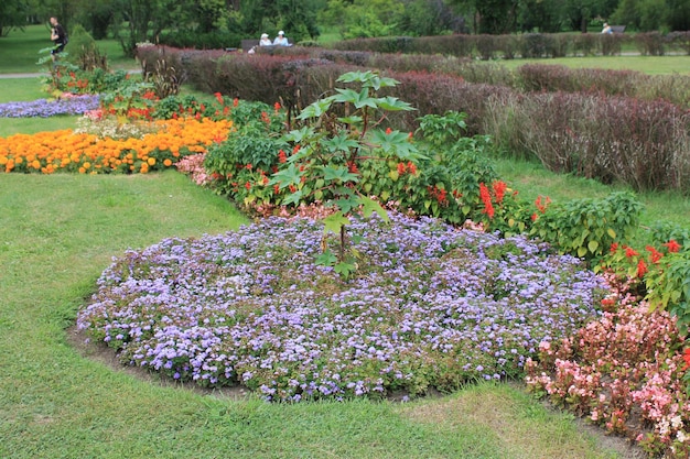 Canteiro de flores na temporada de outono Plantas coloridas e vibrantes crescem perto do caminho do jardim de flores