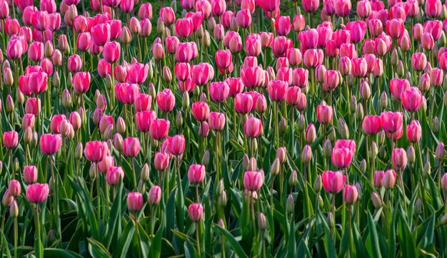 Canteiro de flores no parkxaxa