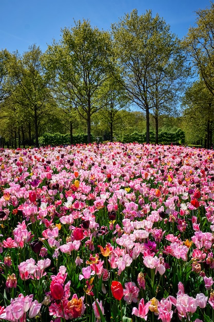 Canteiro de flores tulipas no jardim keukenhof, holanda