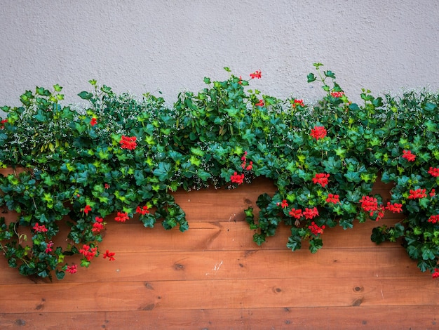 Canteiro de flores vermelhas na rua em caixas de madeira