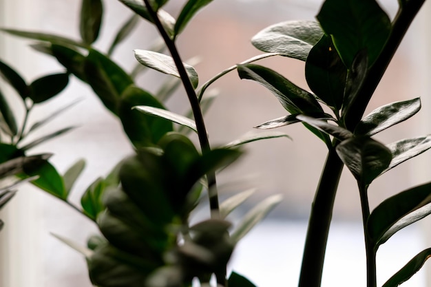 Canteiro de plantas verdes em uma decoração de interiores de bar