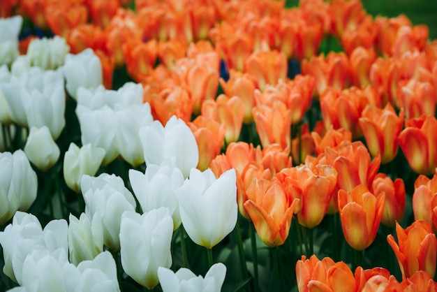 Canteiro de tulipas brilhantes em Keukenhof