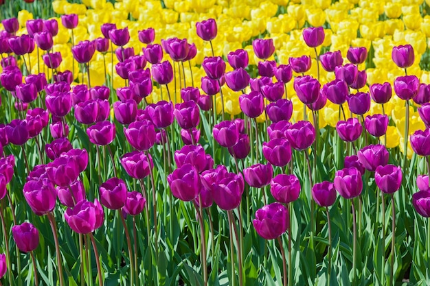 Canteiro de tulipas com tulipas desabrochando em diferentes formas e cores as primeiras tulipas da primavera