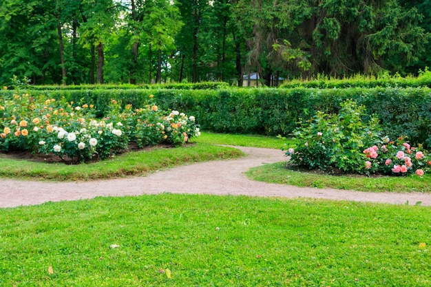 Canteiros de flores com roseiras no jardim ornamental