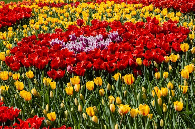 Canteiros de flores e campos semeados com tulipas coloridas