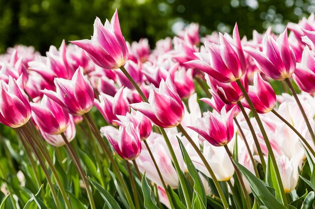 Canteiros de flores e campos semeados com tulipas coloridas