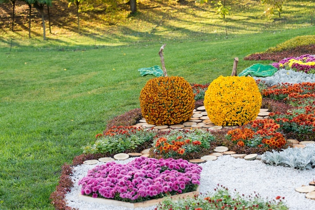 Canteiros de flores em forma de uma maçã com crisântemos coloridos. Parque em Kiev, Ucrânia.