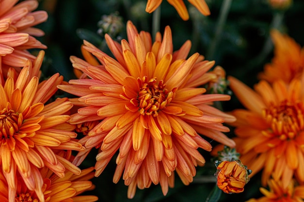 Canteiros de flores multicoloridos de lindos crisântemos