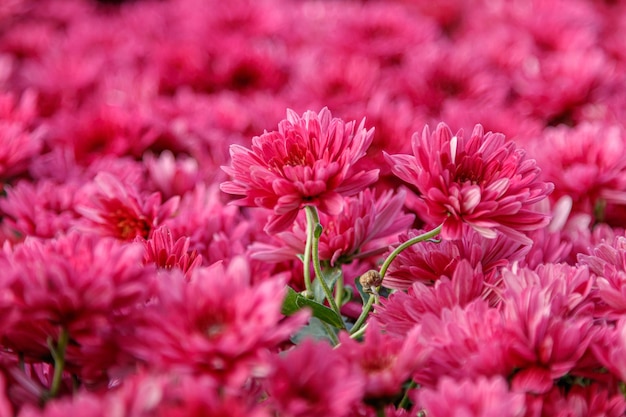 Canteiros de flores multicoloridos de lindos crisântemos