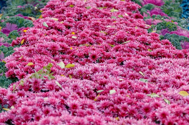 Canteiros de flores multicoloridos de lindos crisântemos