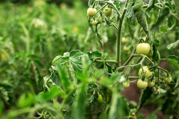 Canteiros de mudas de tomates Agricultura jardinagem horta