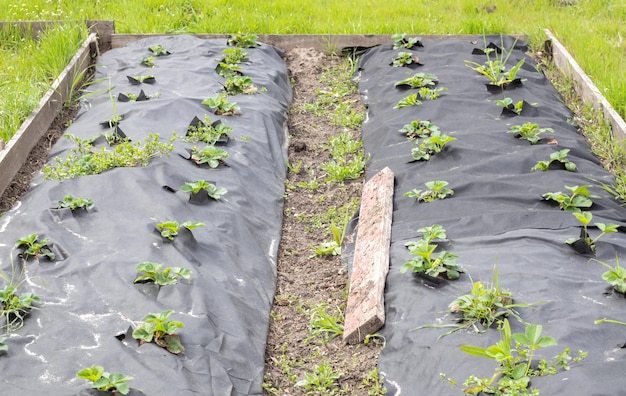 Canteiros longos e limpos de morangos cobertos com agrofibra preta Uma planta de morango verde em um buraco preto escuro no chão Aplicação de tecnologias modernas para o cultivo de morangos