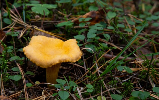 Foto cantharellus cibarius chanterelle na floresta entre o musgo. um cogumelo comestível que nunca contém vermes.