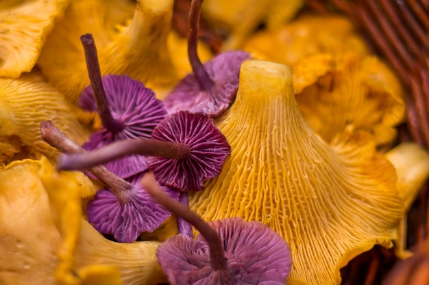 Cantharellus cibarius y laccaria amethystina, dos variedades de hongos comestibles.