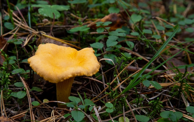 Cantharellus cibarius Pfifferlinge Im Wald zwischen Moos. Ein essbarer Pilz, der niemals Würmer enthält.