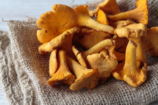 Cantharellus-Pilze