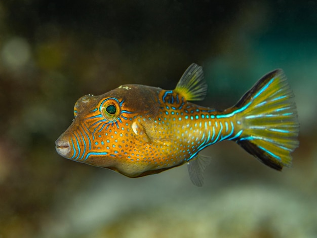 Foto canthigaster rostrata, auch bekannt als canthigaster