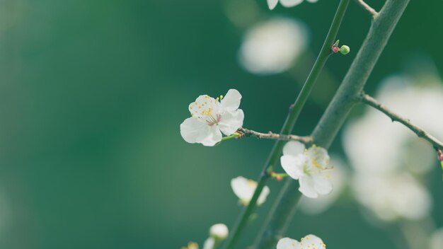 Foto canto panorâmico de galho de flor de ameixa de cereja leve com flores leves e algumas folhas vermelhas