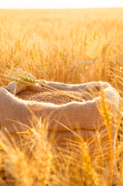 Canvas-Tasche mit Weizenkörnern und gemähten Weizenähren im Feld bei Sonnenuntergang. Konzept der Getreideernte in der Landwirtschaft.