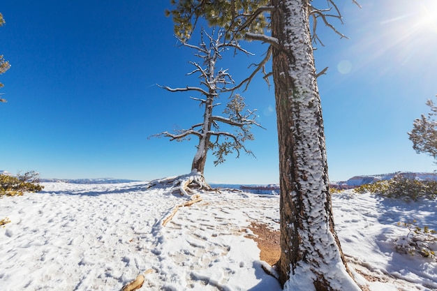 Canyon de Bryce com neve no inverno.