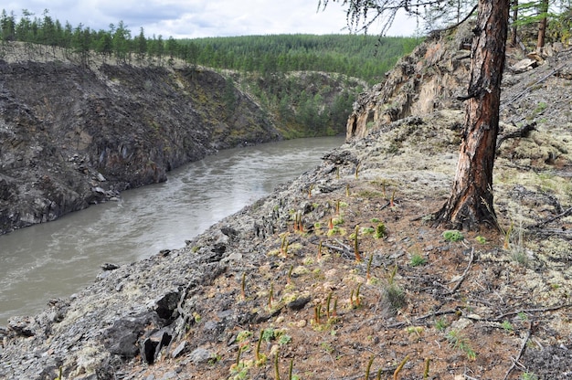 Canyon do rio de montanha em yakutia