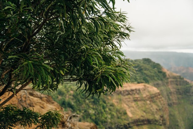 Canyon Lookout es un área de álamos para los visitantes de Kauais colorido cañón Kauai Hawai sep 2022