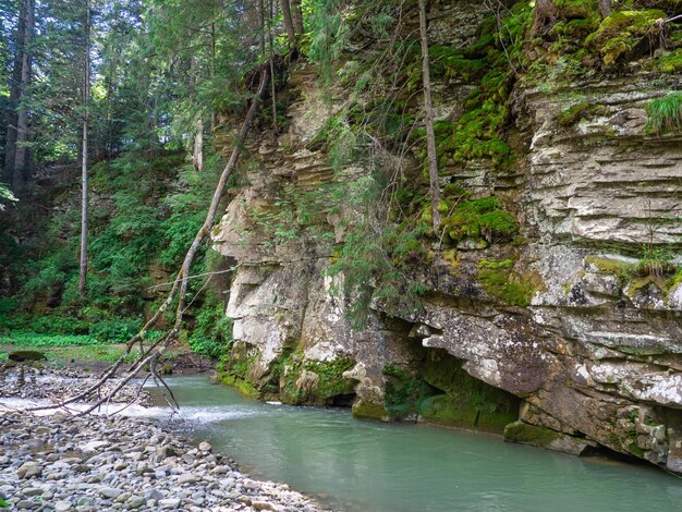 Canyon mit Fluss und grünen Bäumen im Sommer in den Karpaten