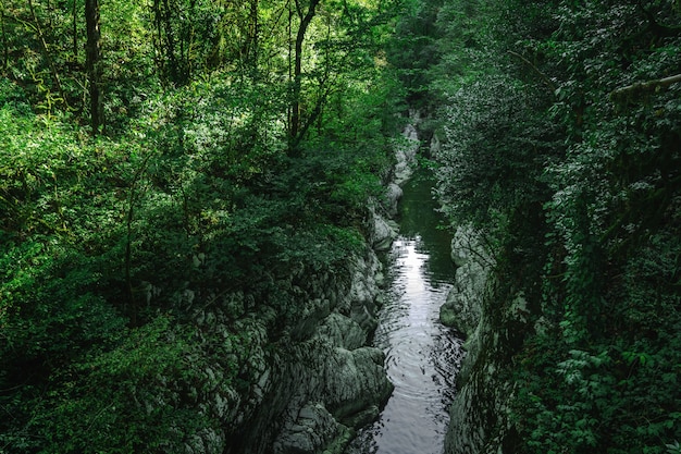 Foto canyon, rio de montanha flui entre as rochas brancas, paisagem de floresta subtropical. bosque de teixo, parque nacional de sochi