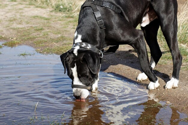 Foto cão a beber água no lago