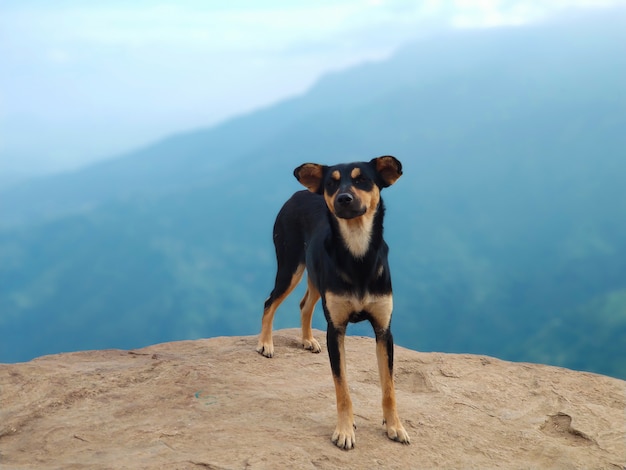 Cão à beira de um precipício