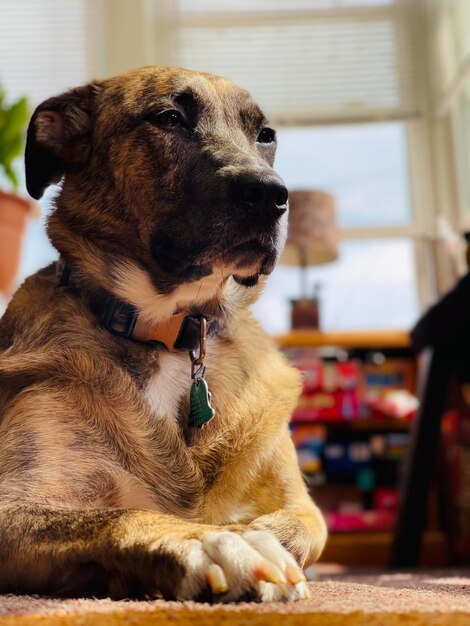 Foto cão a brilhar à luz do sol dentro de casa