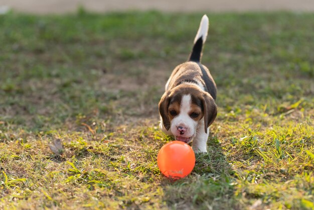 Cão a brincar com a bola no campo