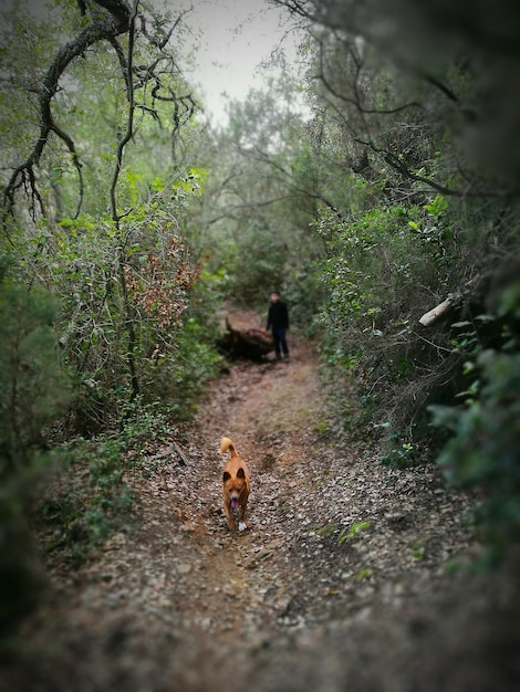 Foto cão a caminhar na floresta