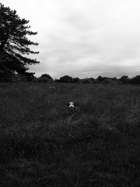 Cão a caminhar no campo gramado contra o céu