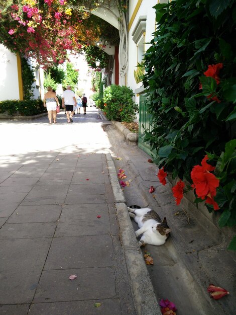 Foto cão a caminhar no chão