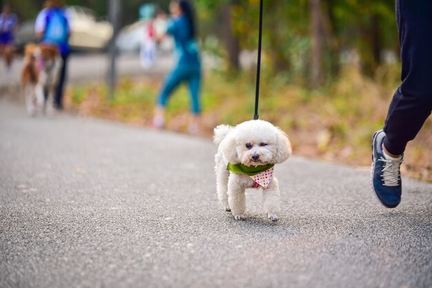 Cão a correr exercício na estrada com o dono, exercício de manhã