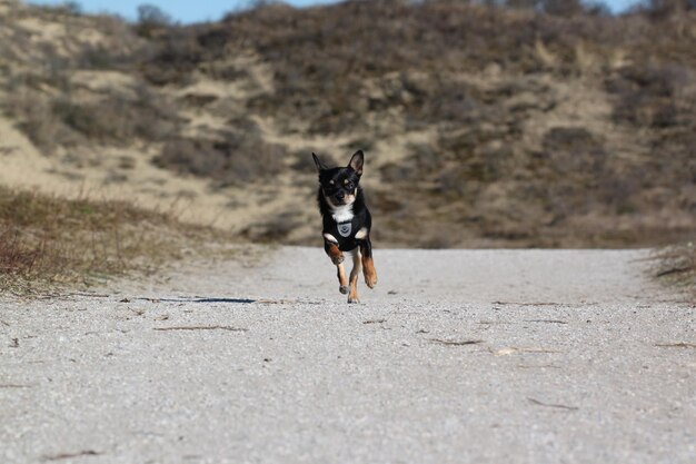 Foto cão a correr na estrada
