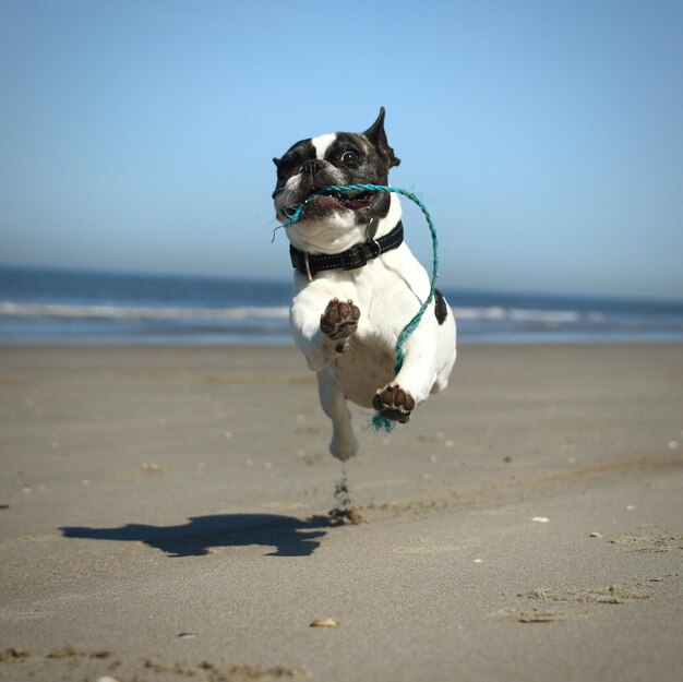 Cão a correr na praia contra o céu