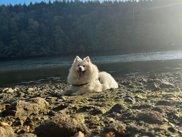 Foto cão a correr na praia